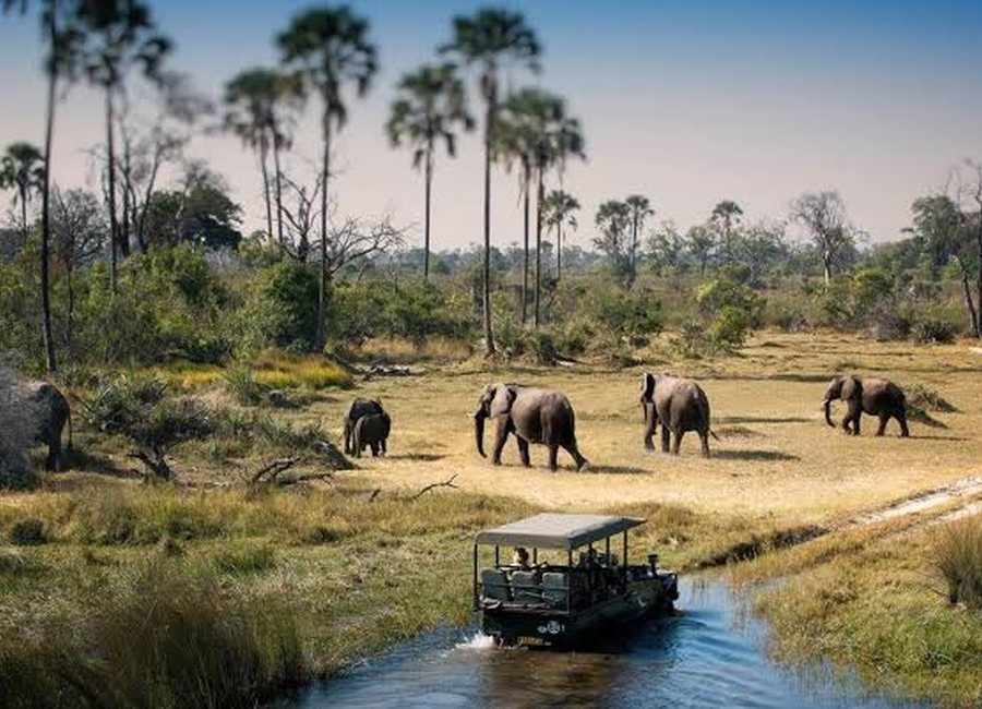 Chobe Day Trip