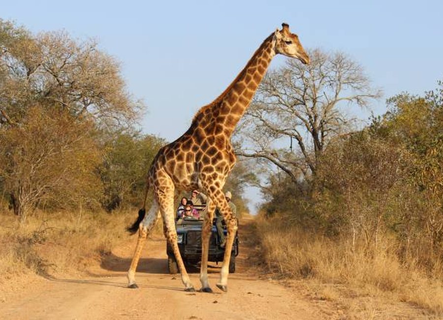Afternoon Game Drive