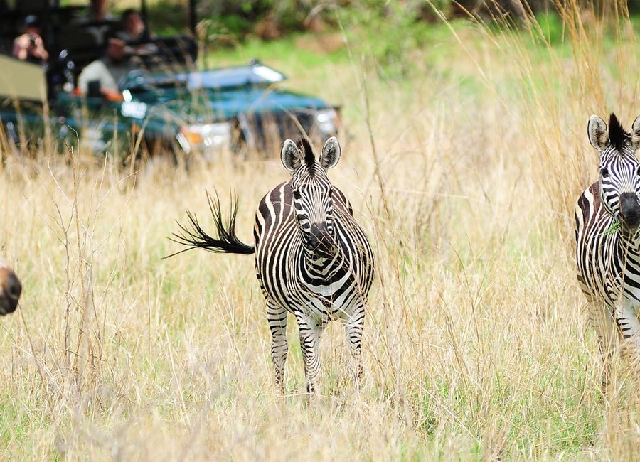 Morning Game Drive