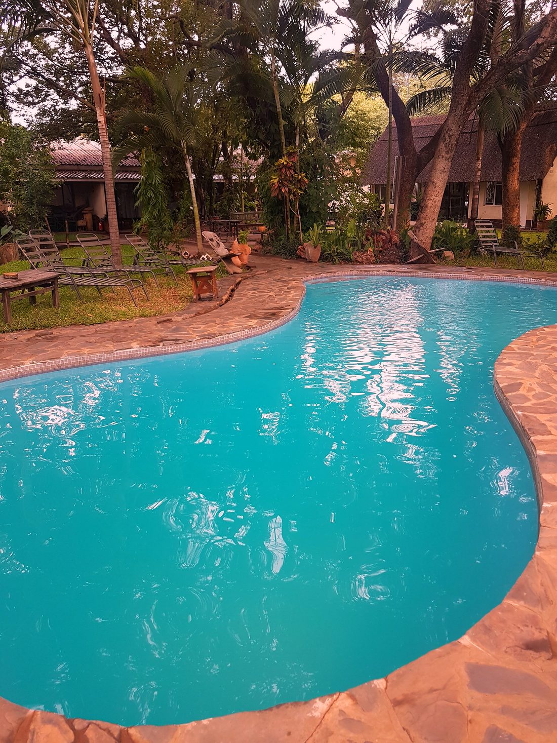 The pool among the palms