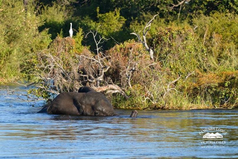 An elephant crossing the Zambezi River